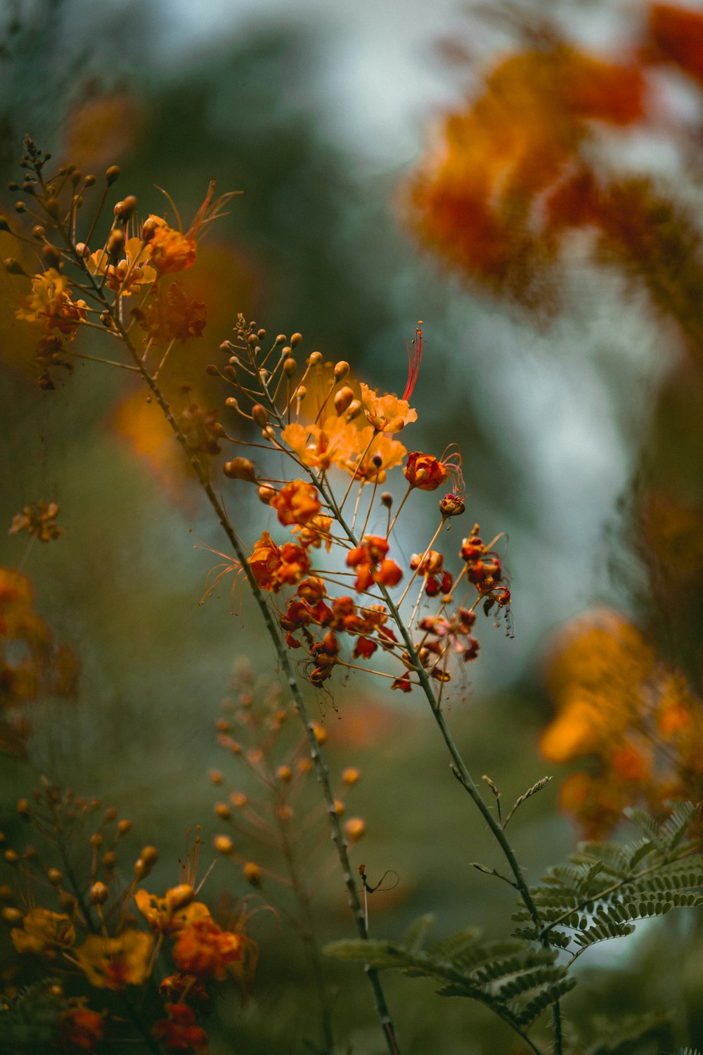 close-up of a plant