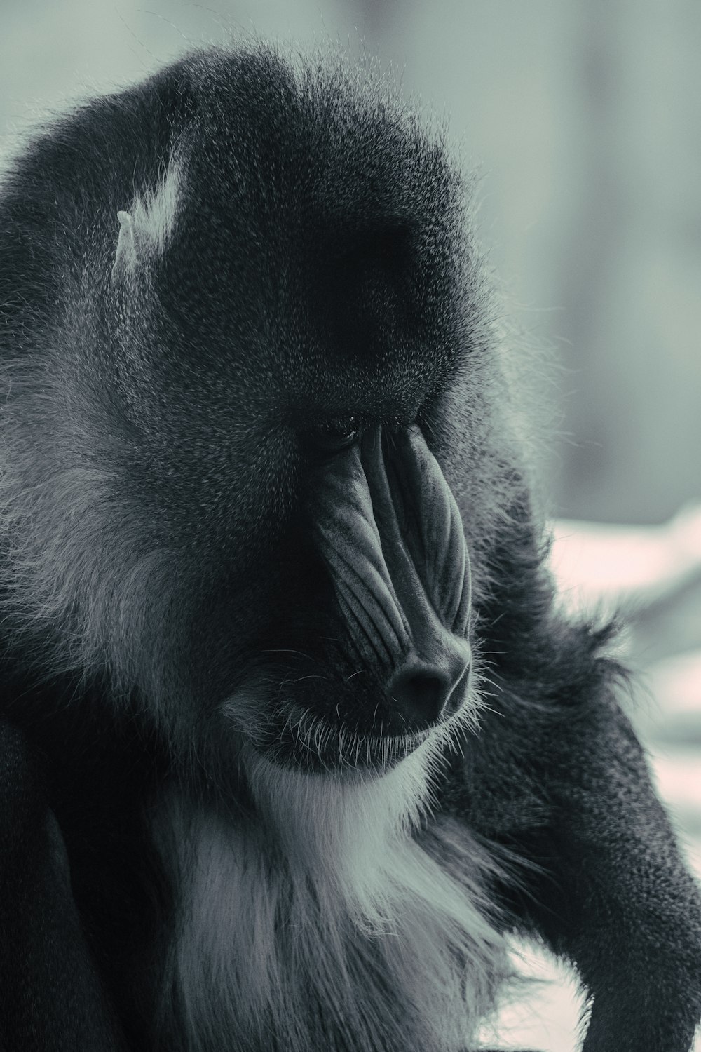 Un gorilla con una barba bianca