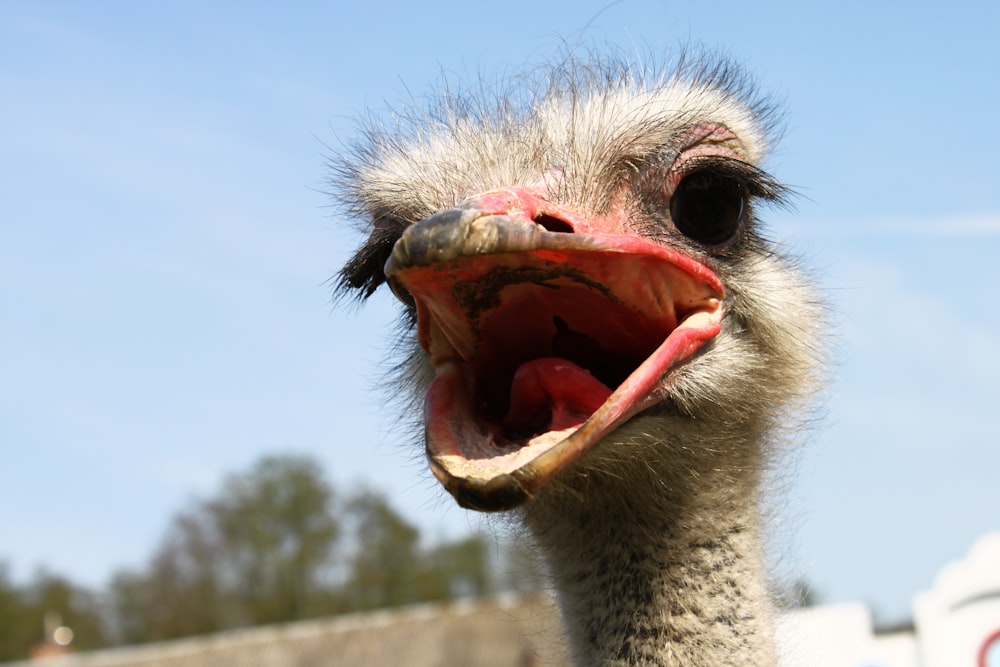 a bird with its mouth open