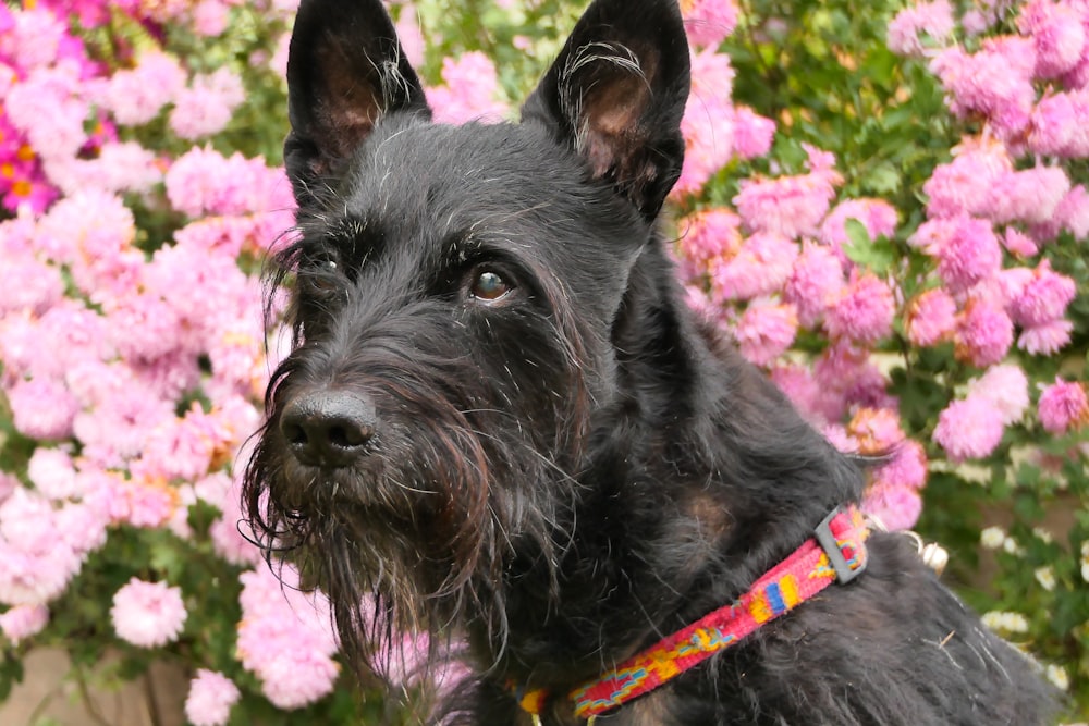 a dog in front of pink flowers