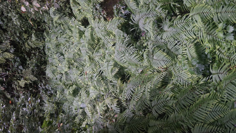 Un grupo de plantas verdes