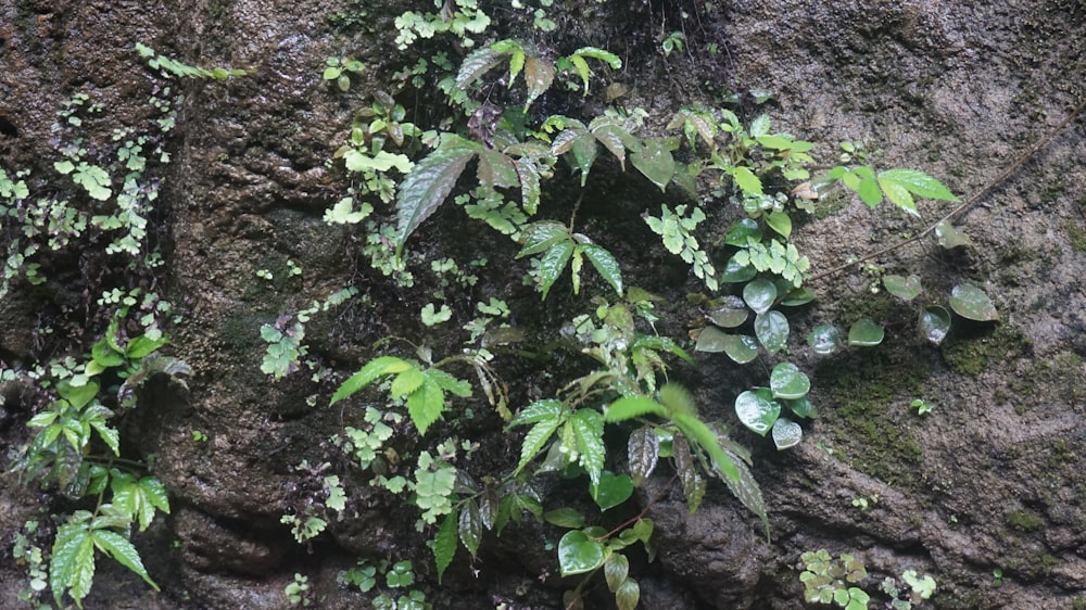 a close-up of some plants