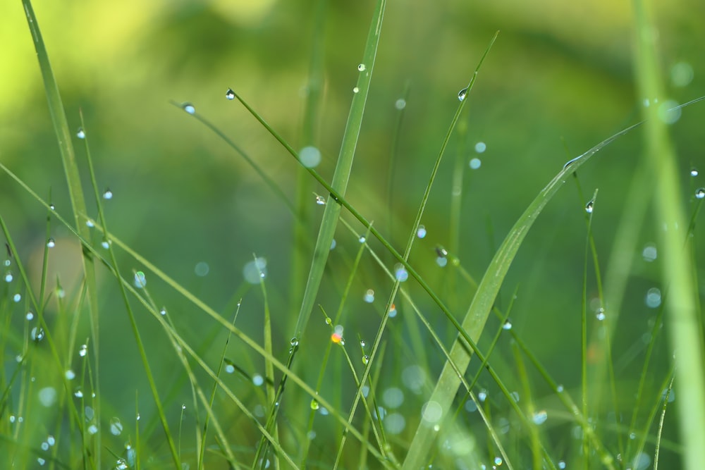 water droplets on a blade of grass