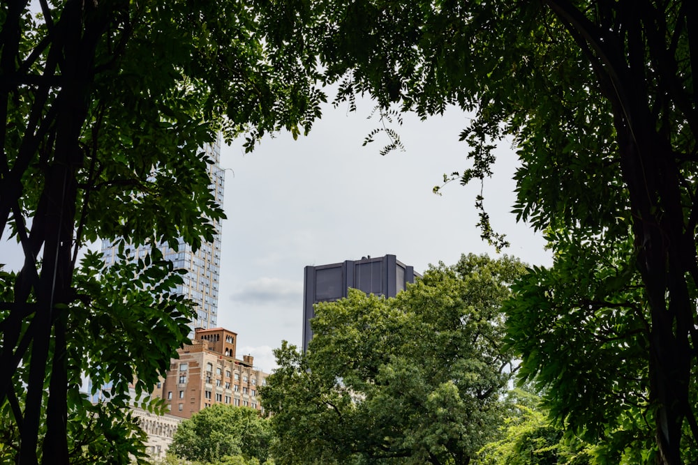 trees and buildings in the background