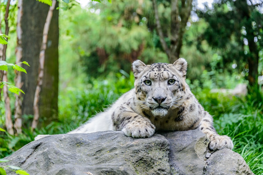 a white tiger lying on a rock