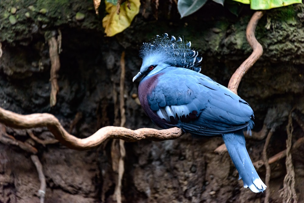 a blue bird on a tree branch