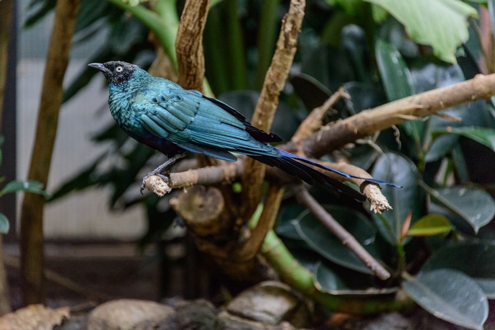 a bird perched on a branch