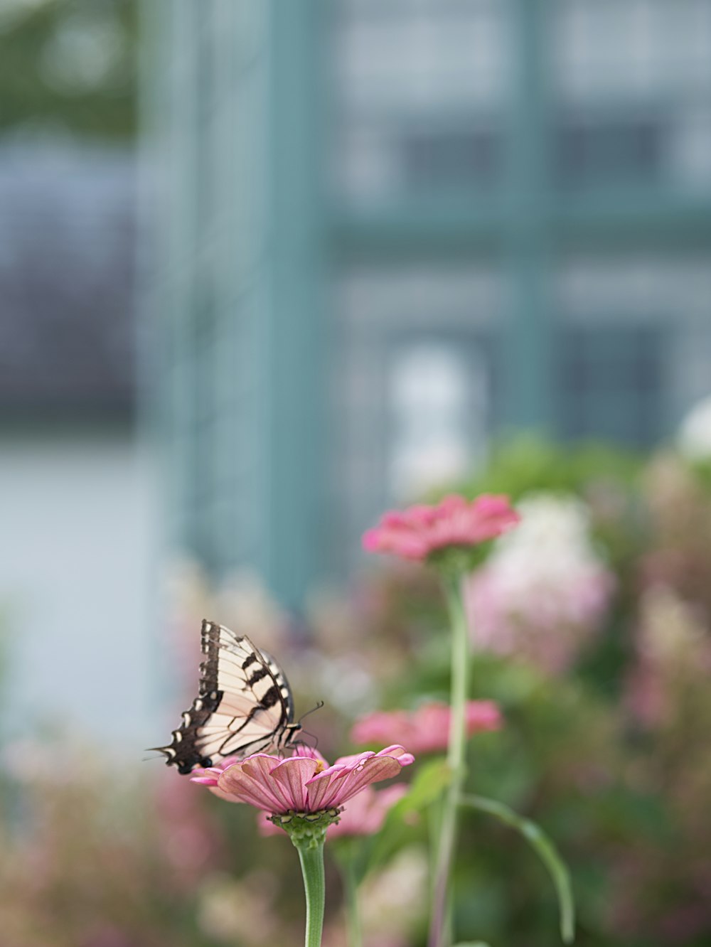 a butterfly on a flower