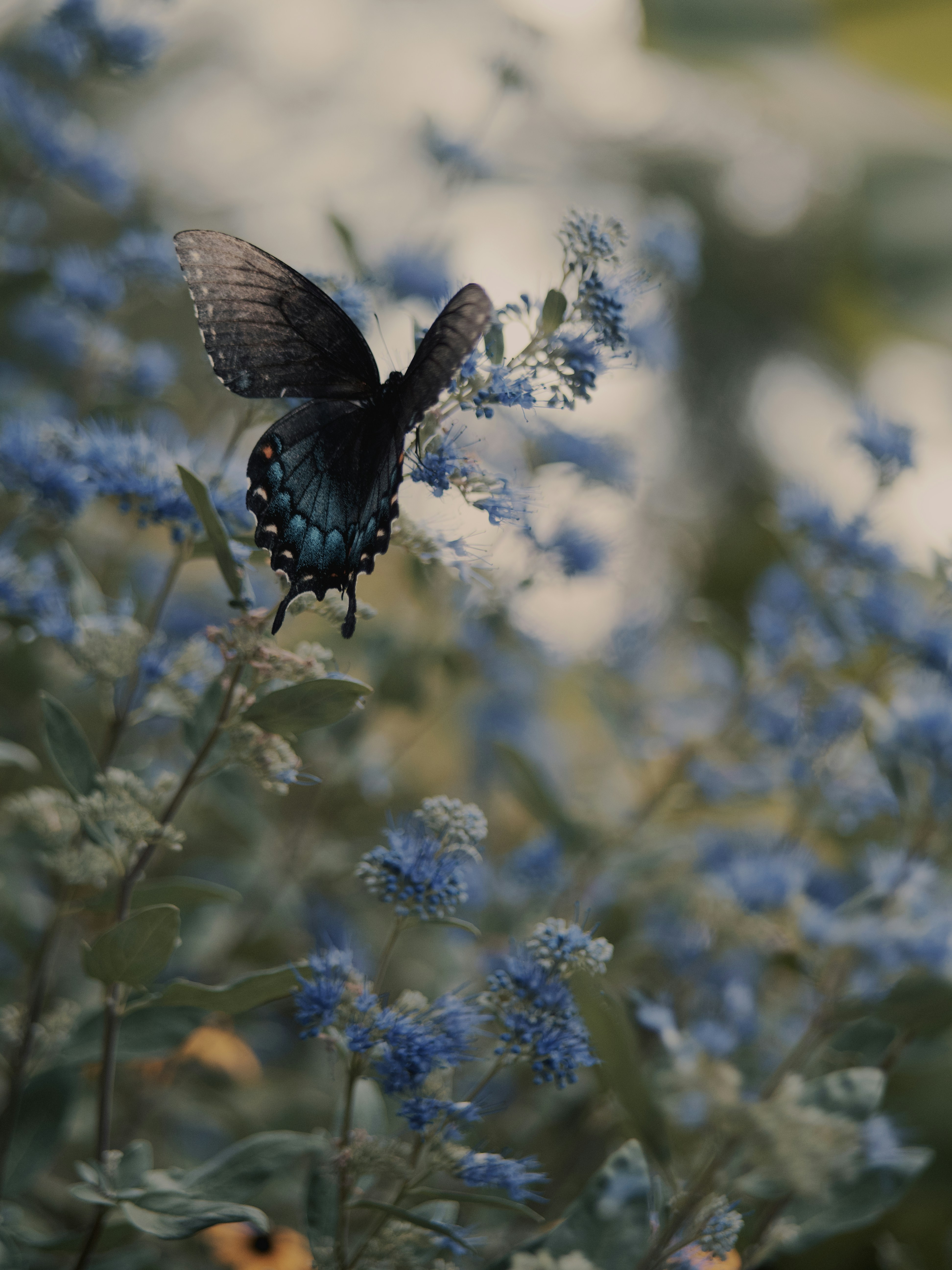 Olefin Metathesis: Cutting and Recombining Carbon-Carbon Double Bonds