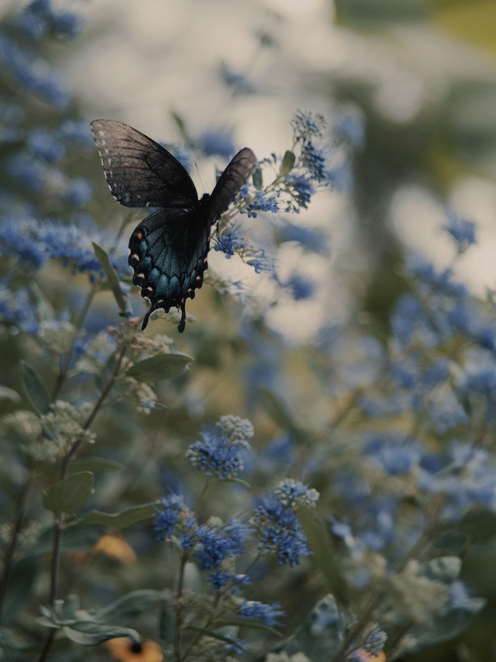 a butterfly on a flower