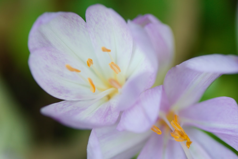 a close up of a flower