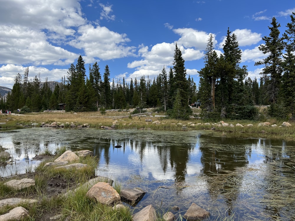 a lake surrounded by trees