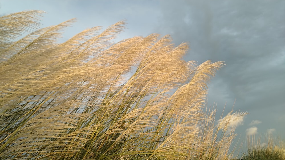 a close-up of some wheat