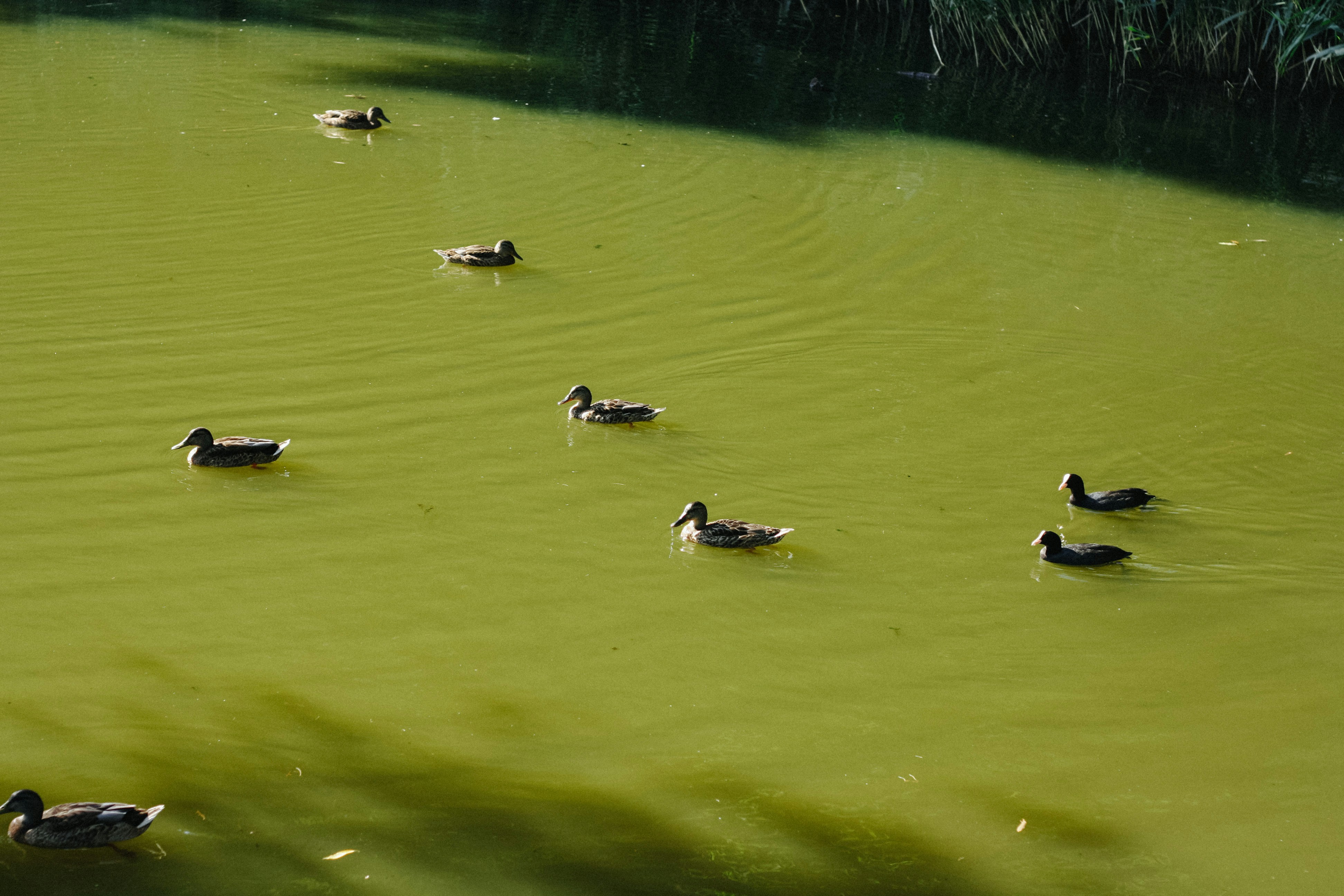 Îlot flottant en bois pour bassin à canards | Nichoirs à canards