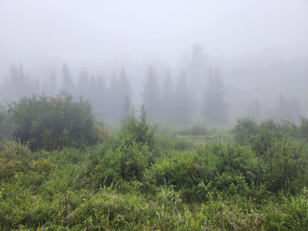 a forest of trees