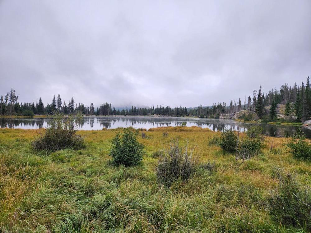 a lake surrounded by grass and trees