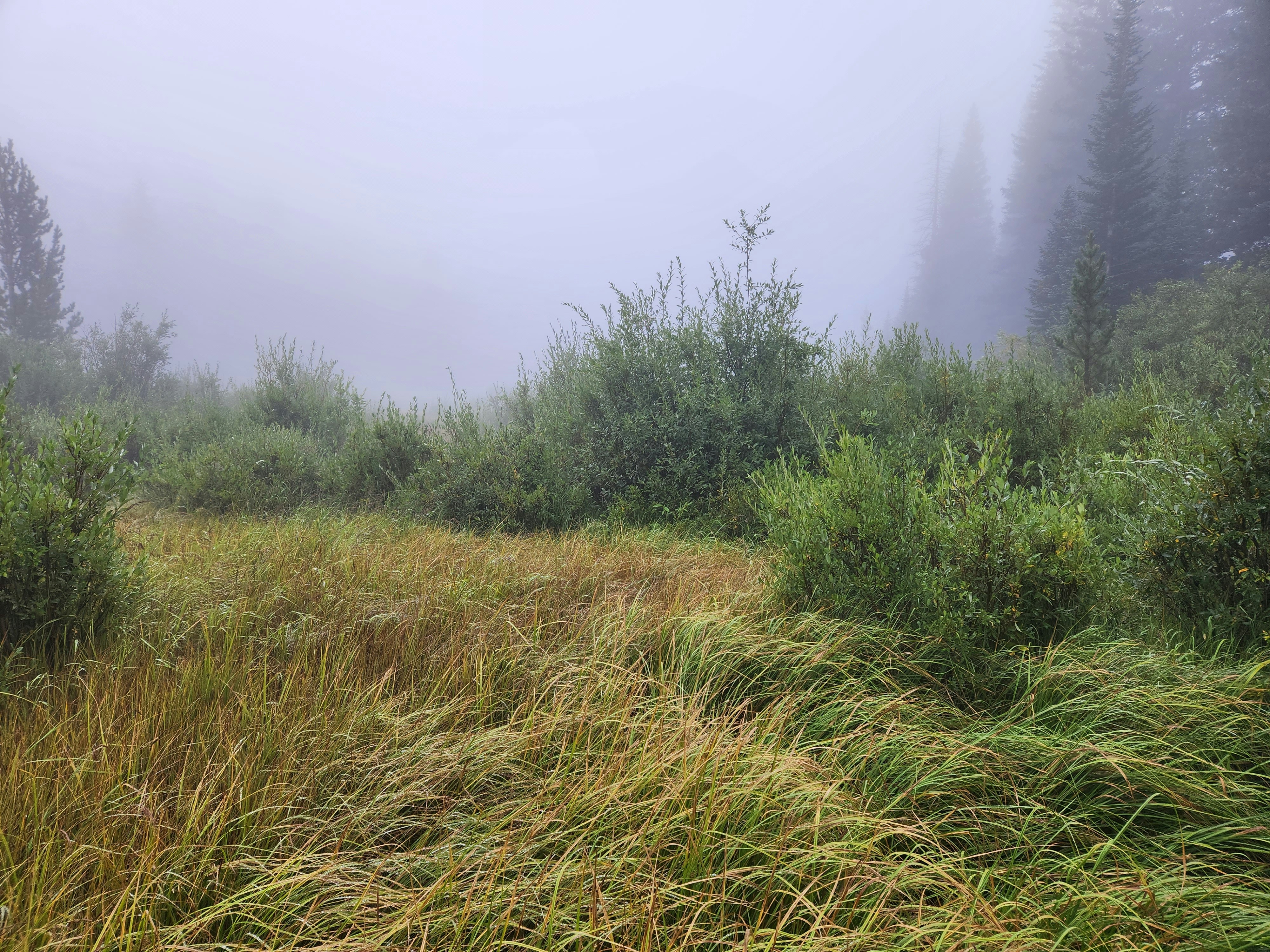 a grassy area with trees in the background