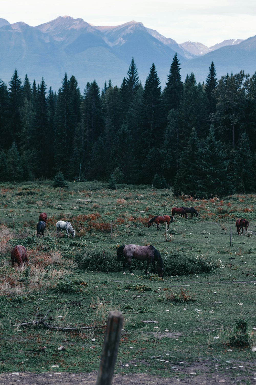 a group of horses grazing in a field