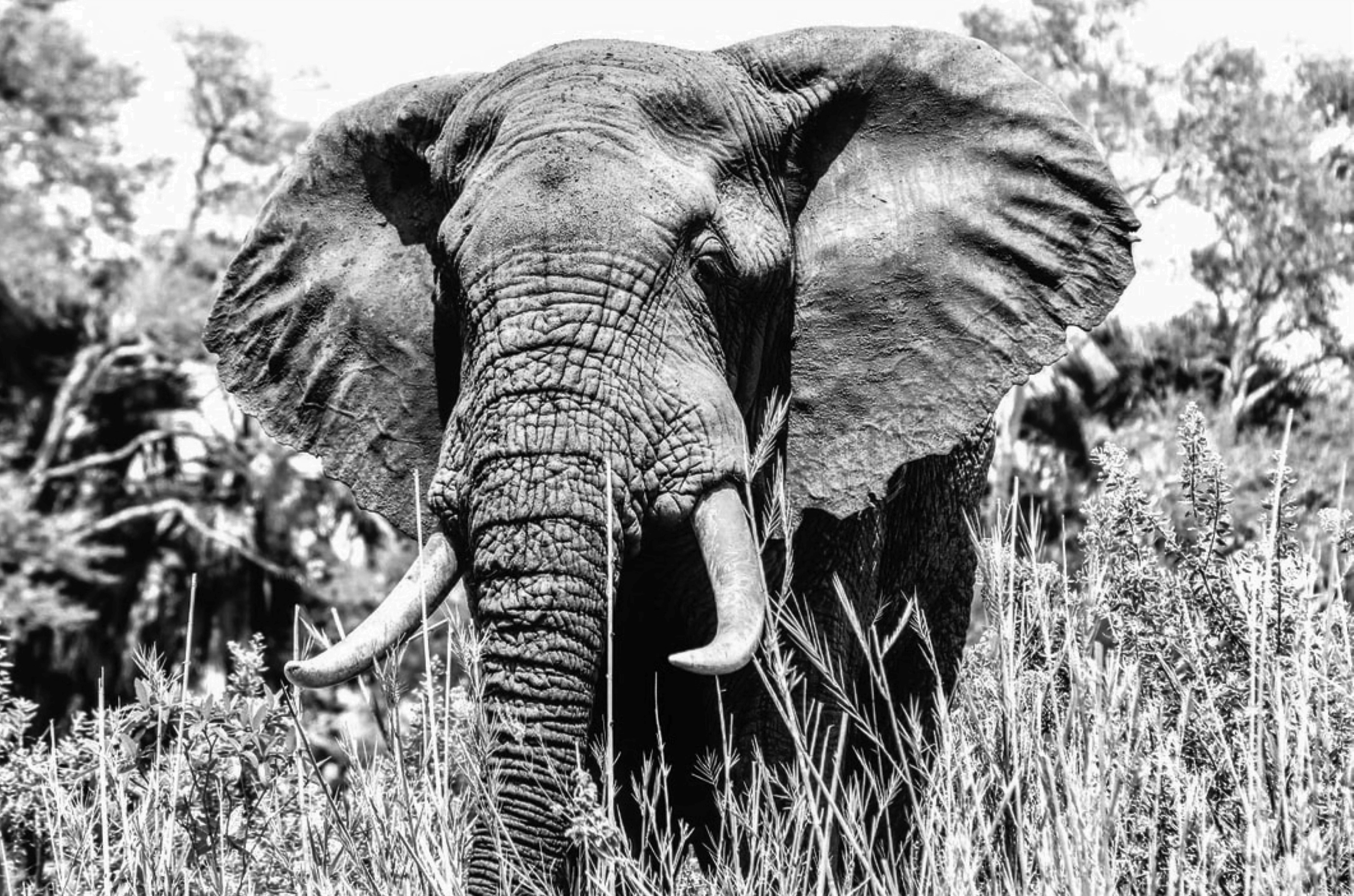 Photo by craigmanners_com