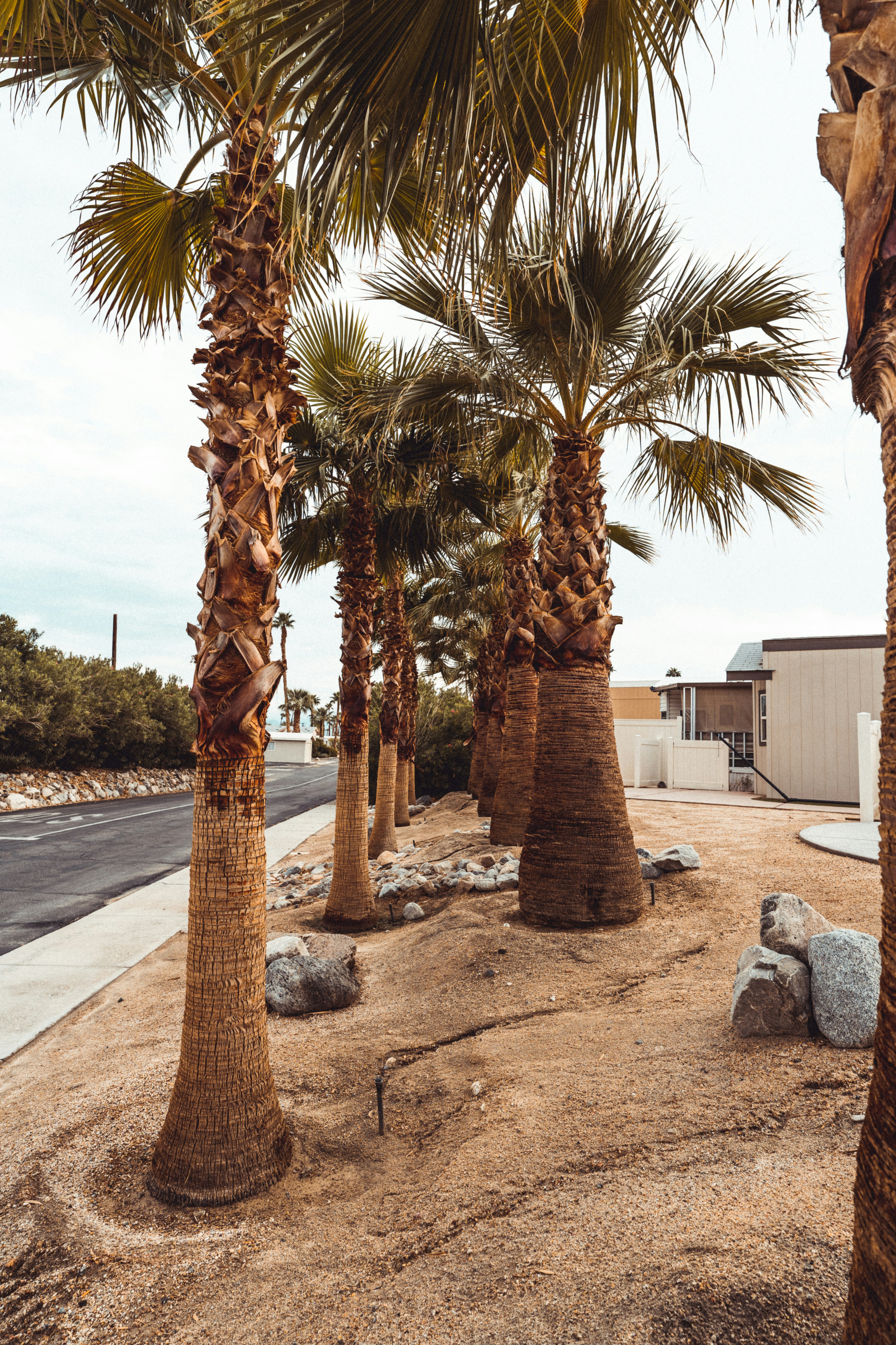 a group of palm trees