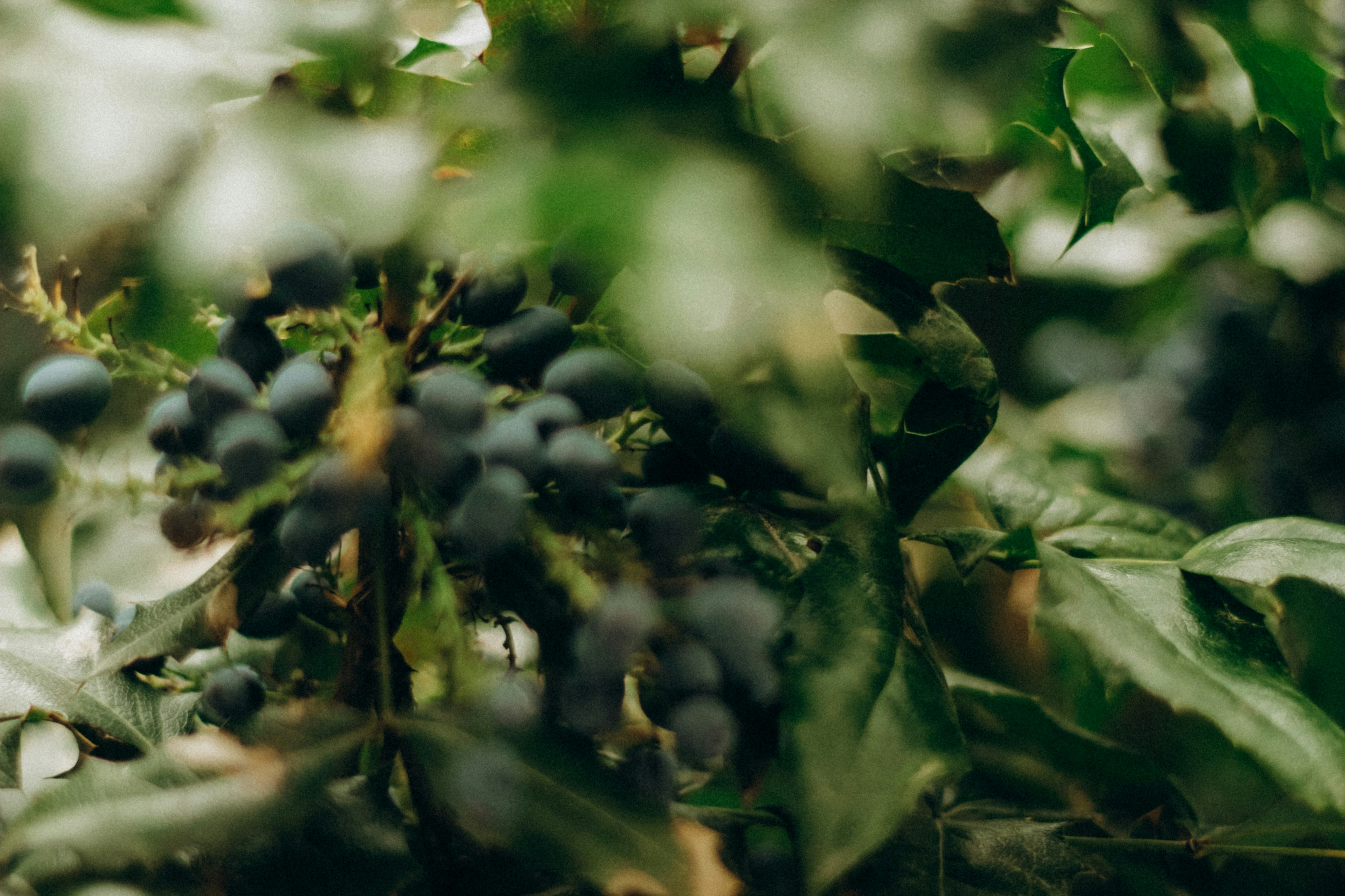 a plant with green leaves