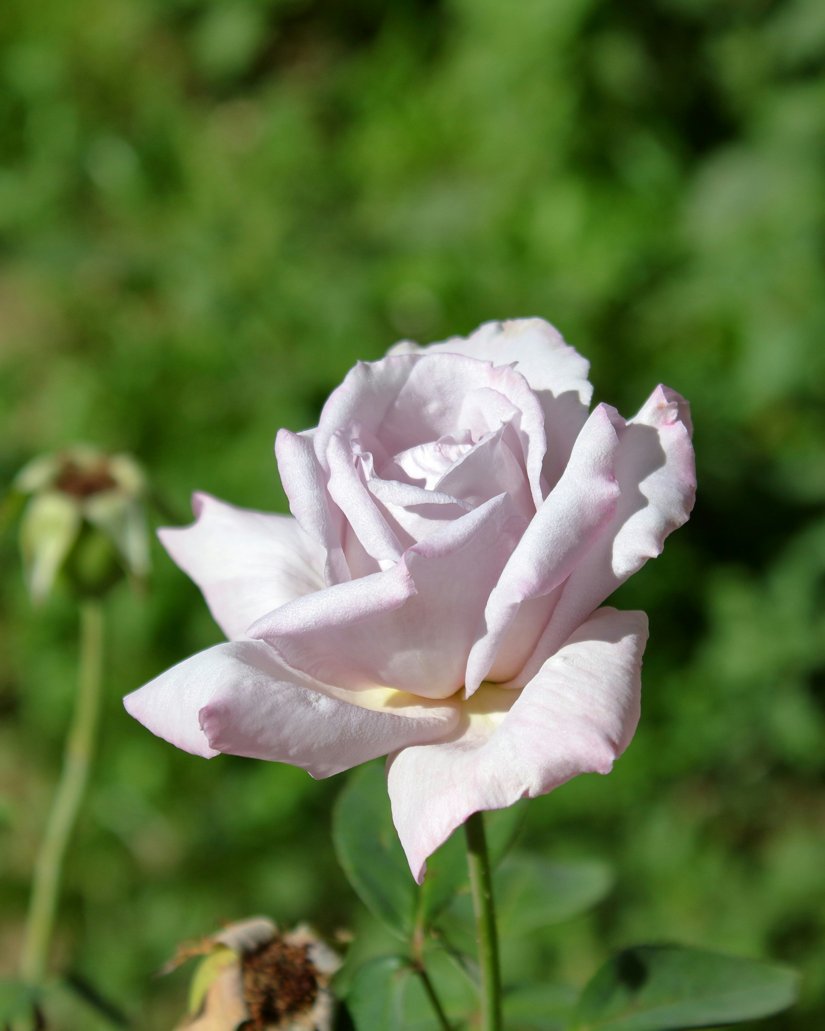 A close up of a flower photo – Free Rose flower Image on Unsplash