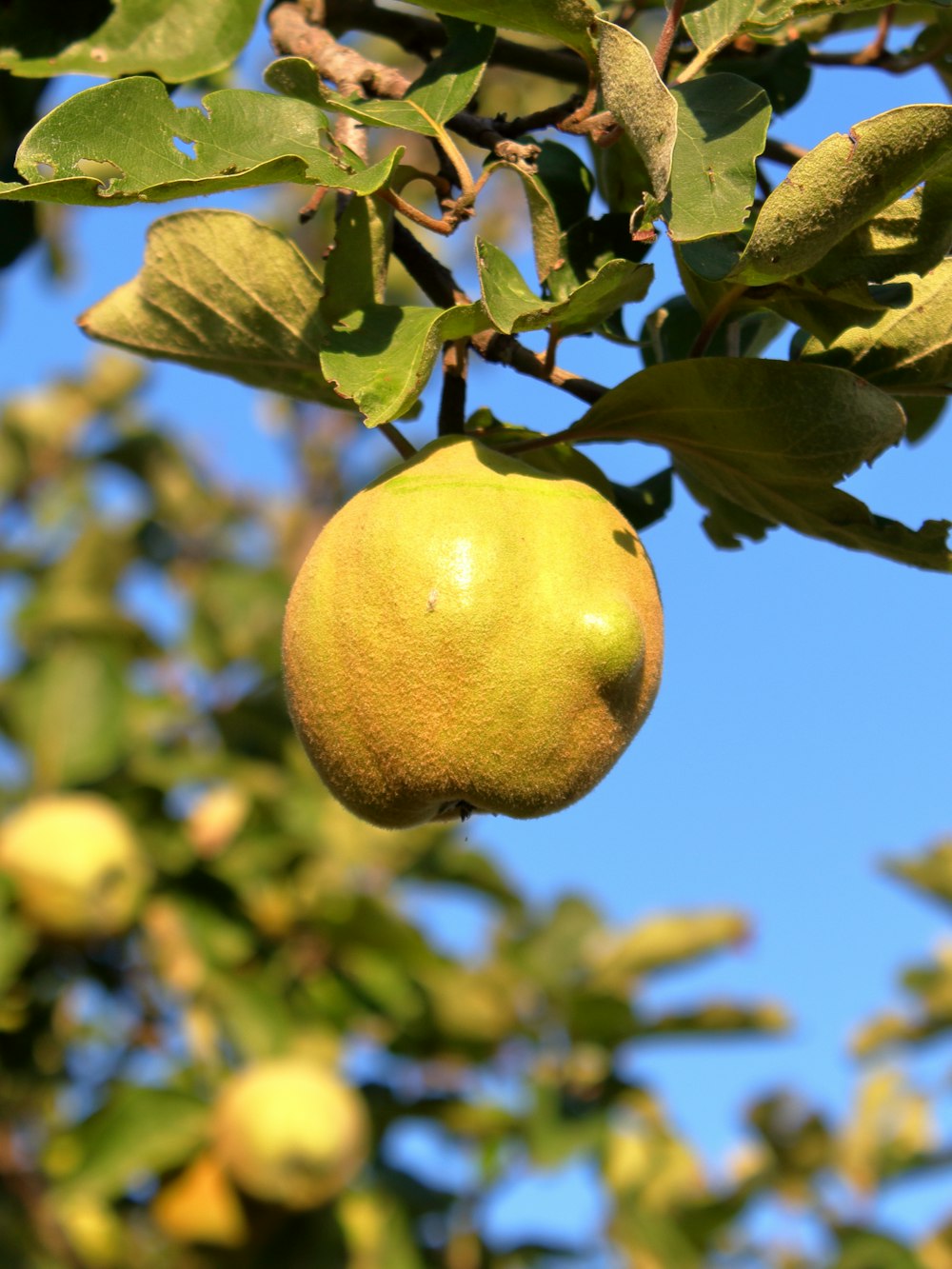 a lemon from a tree