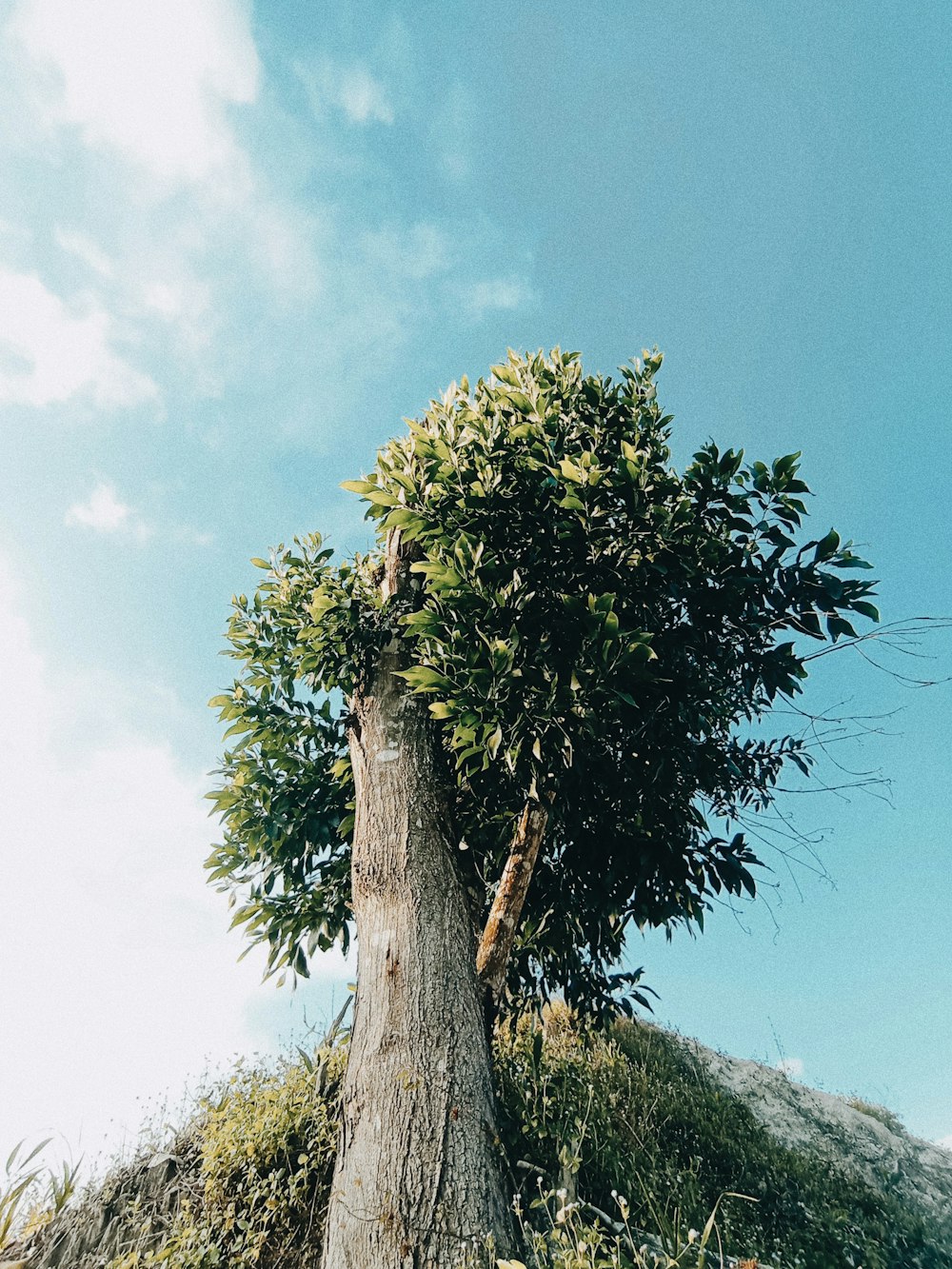un árbol con un tronco grande