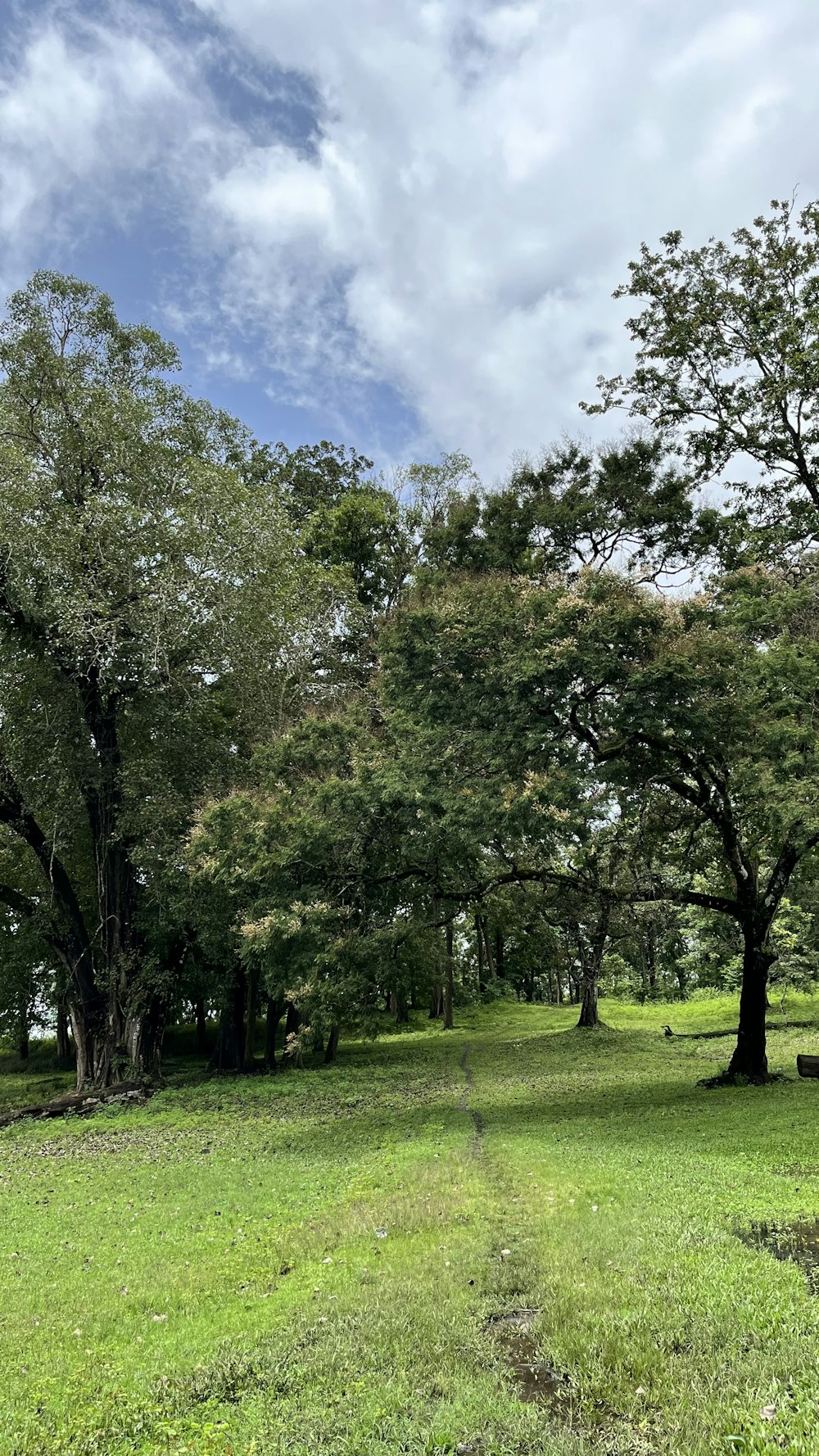 a grassy area with trees in it