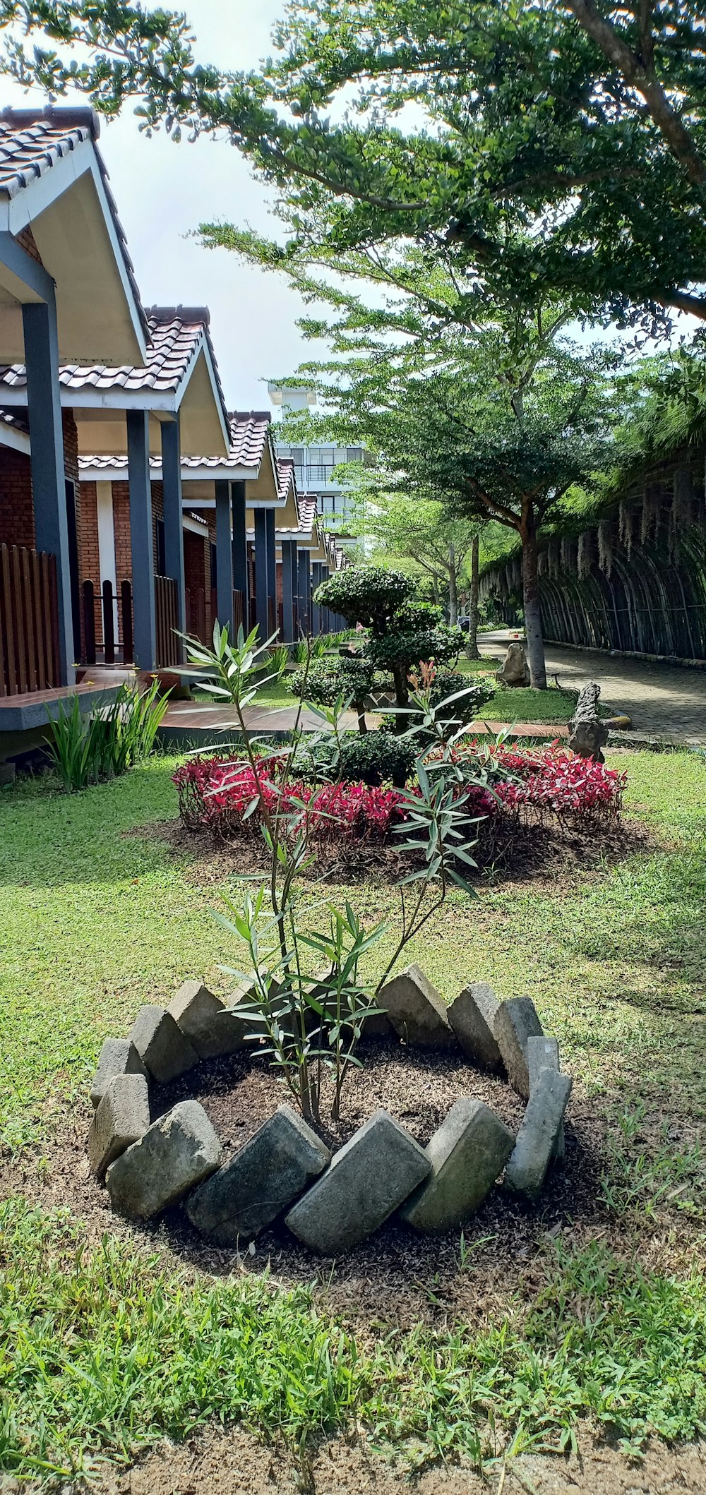 a garden in a yard