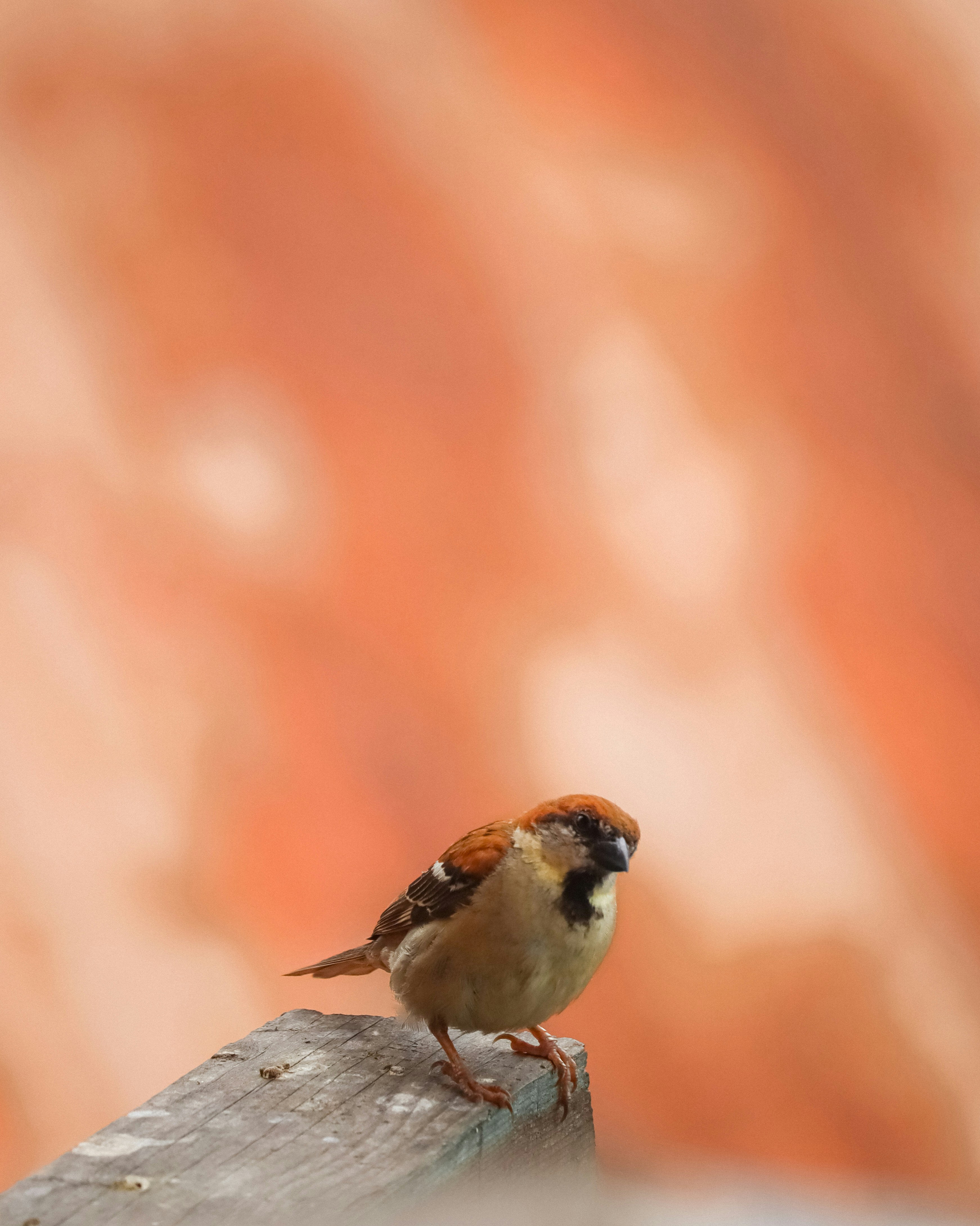 Photo by soonamwooeser
