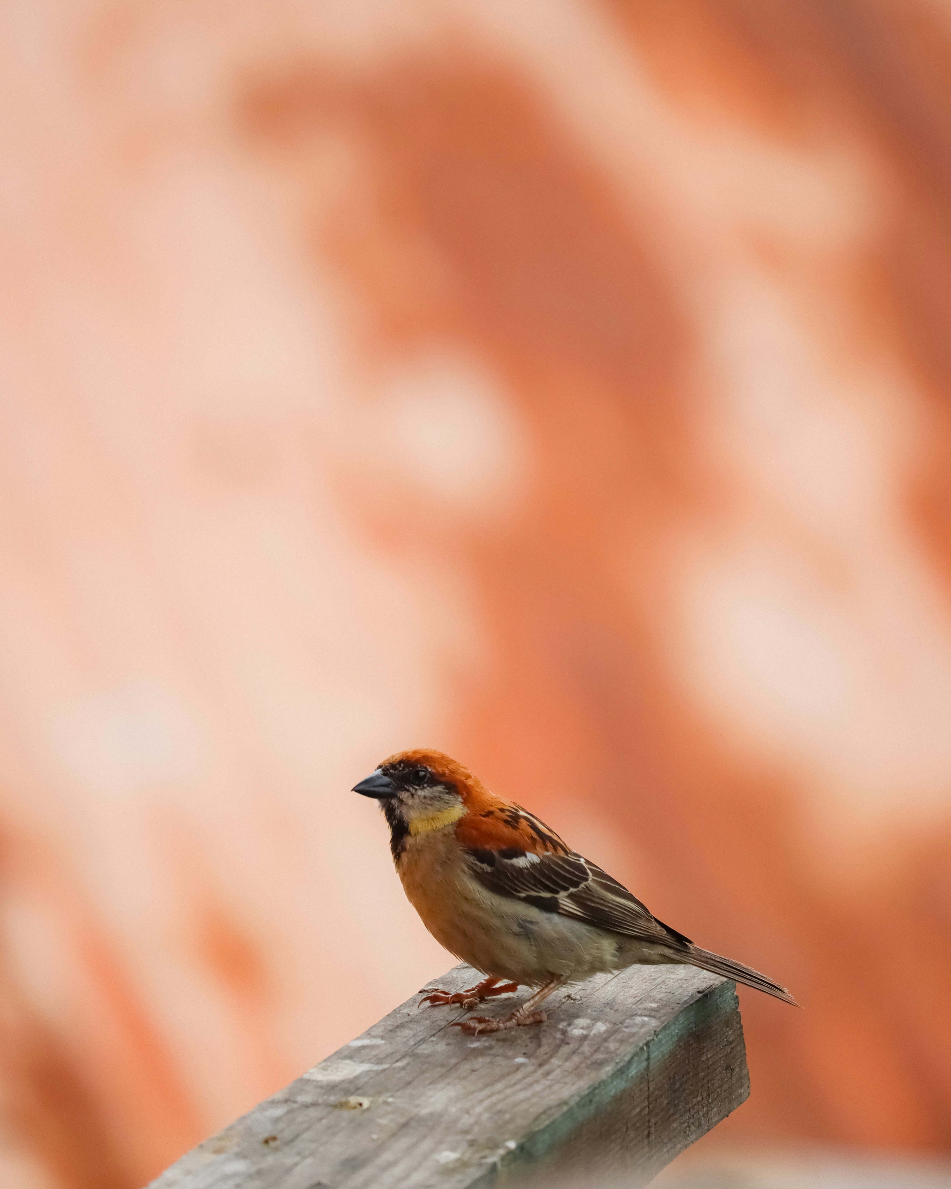 Photo by soonamwooeser