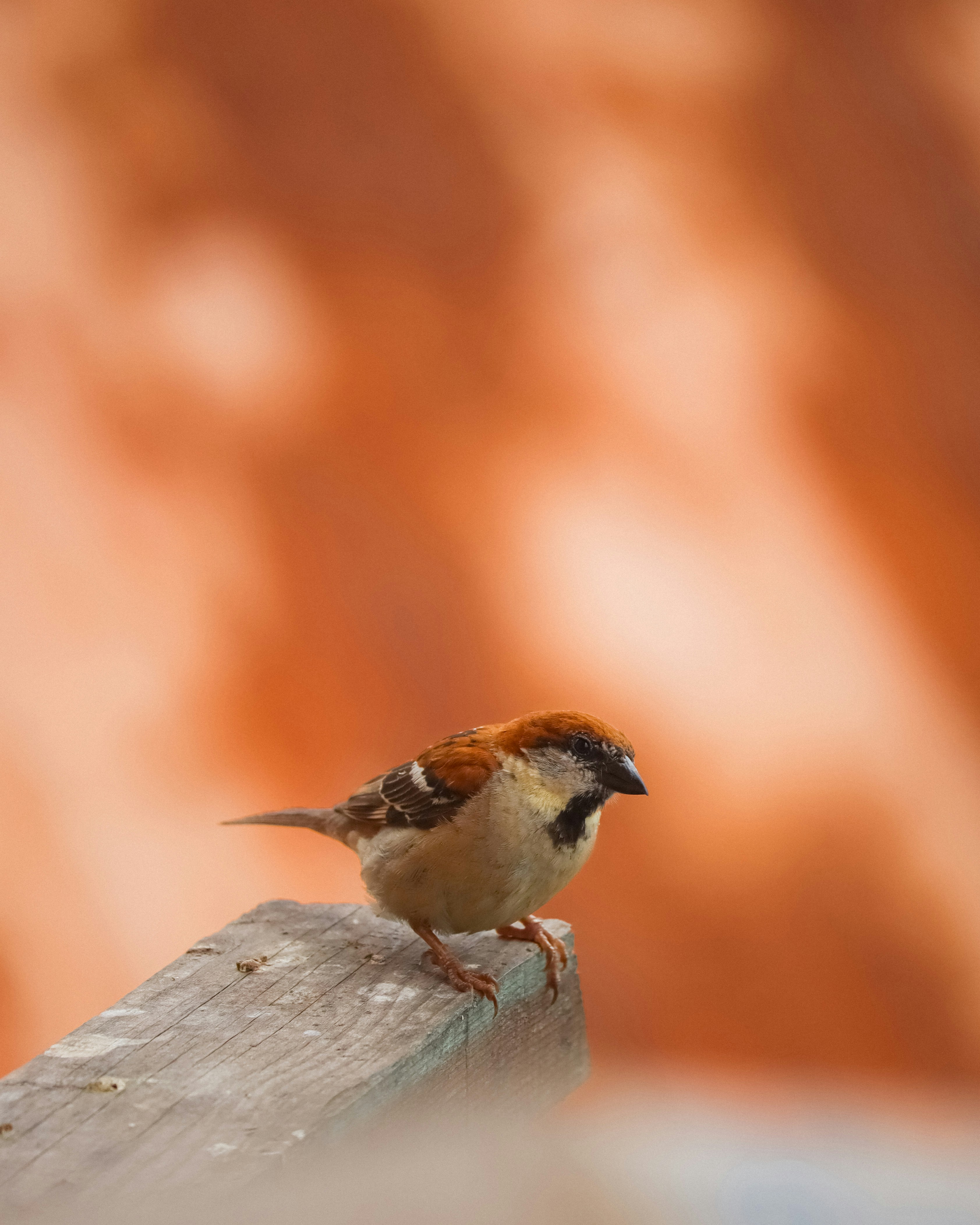 Photo by soonamwooeser