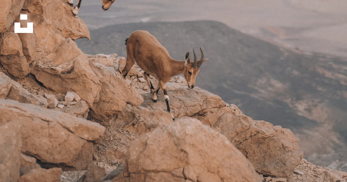 Animals Move Rocks A group of animals walking on a rocky surface photo β Free Israel Image ...