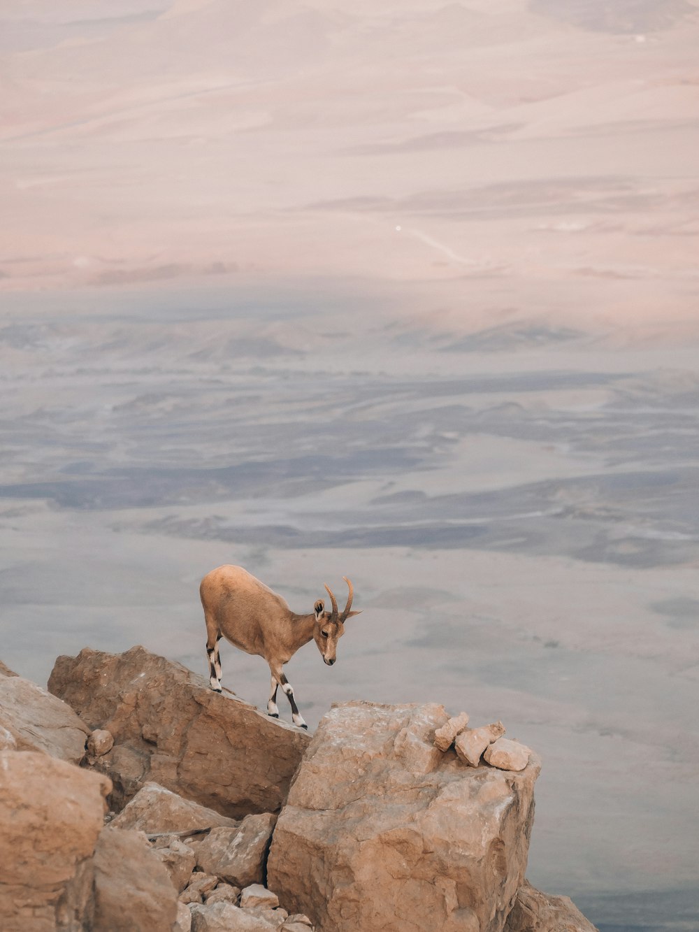 a deer on a rocky cliff