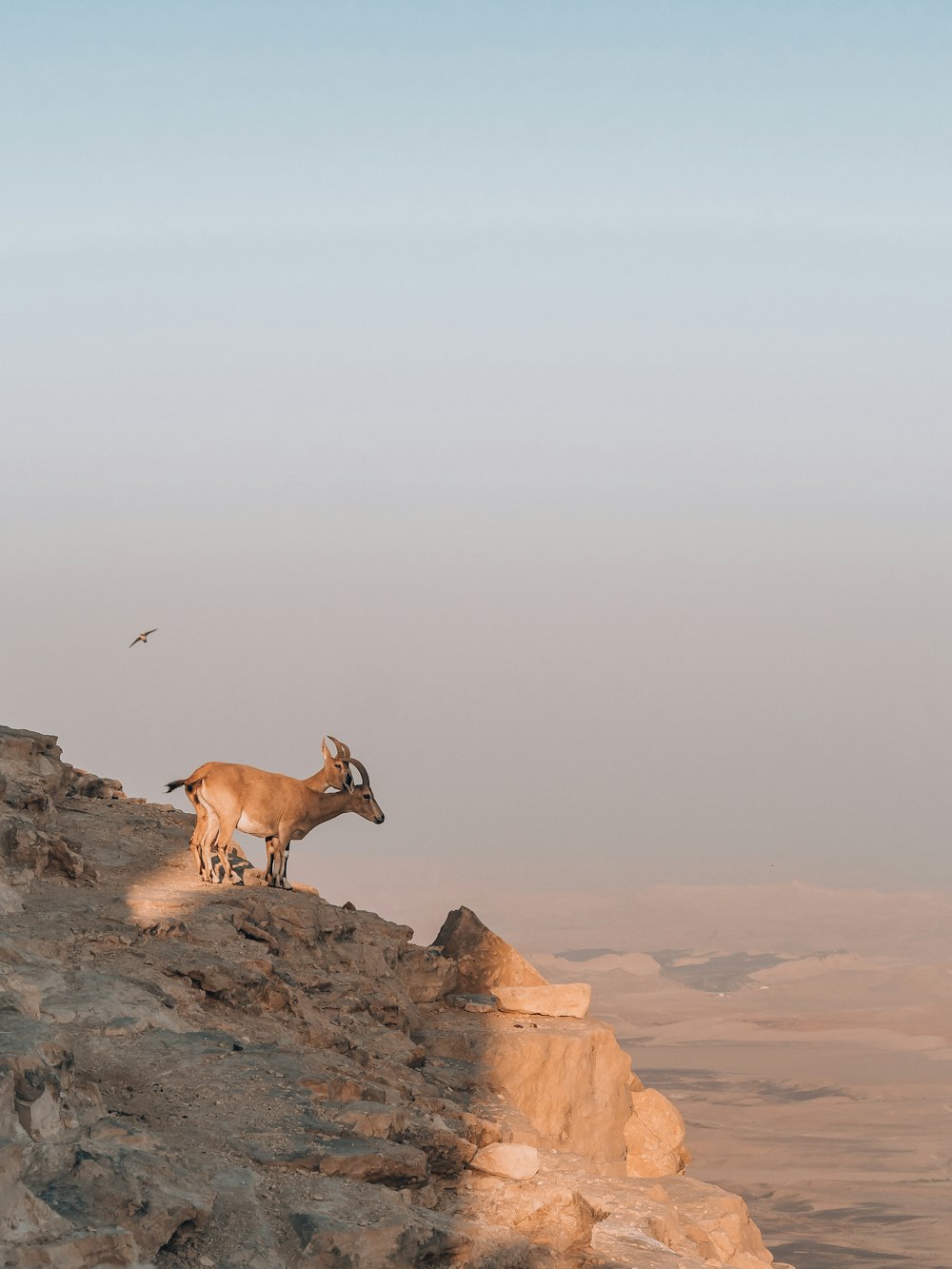 une chèvre debout sur un rocher