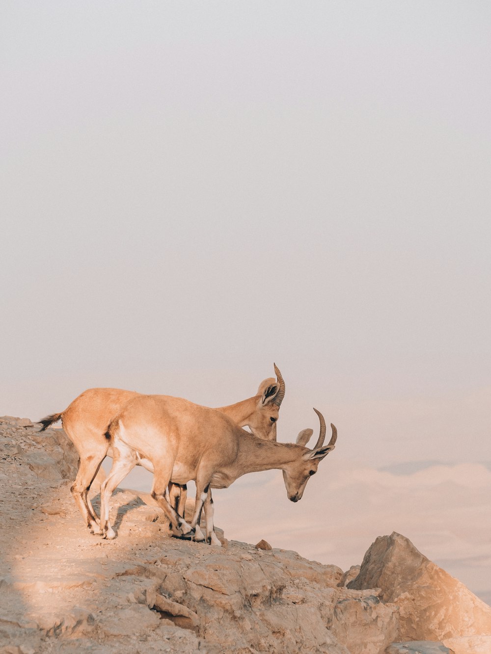 a couple of deer on a rocky hill