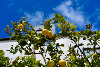 a tree with yellow fruits