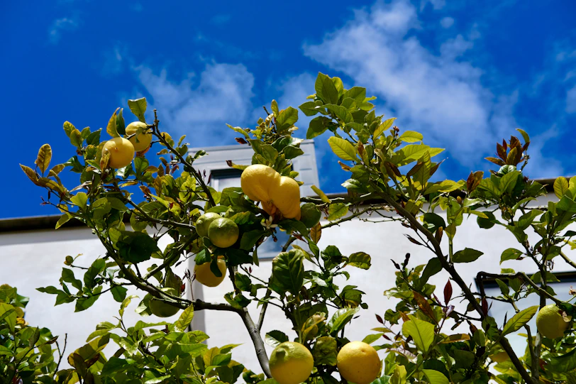 a tree with yellow fruits