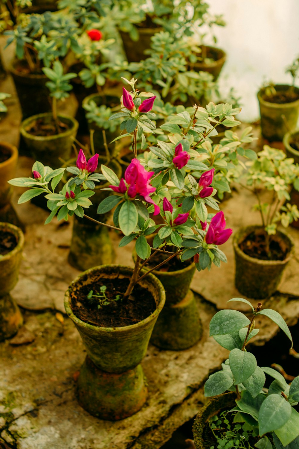 a group of potted plants