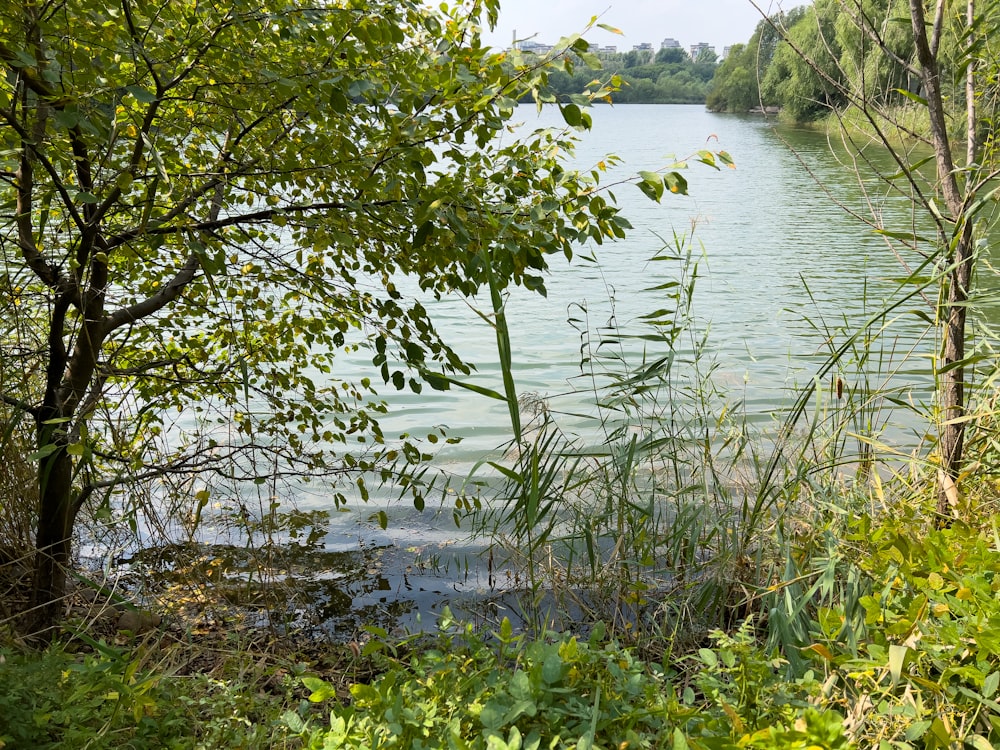 a body of water with trees around it