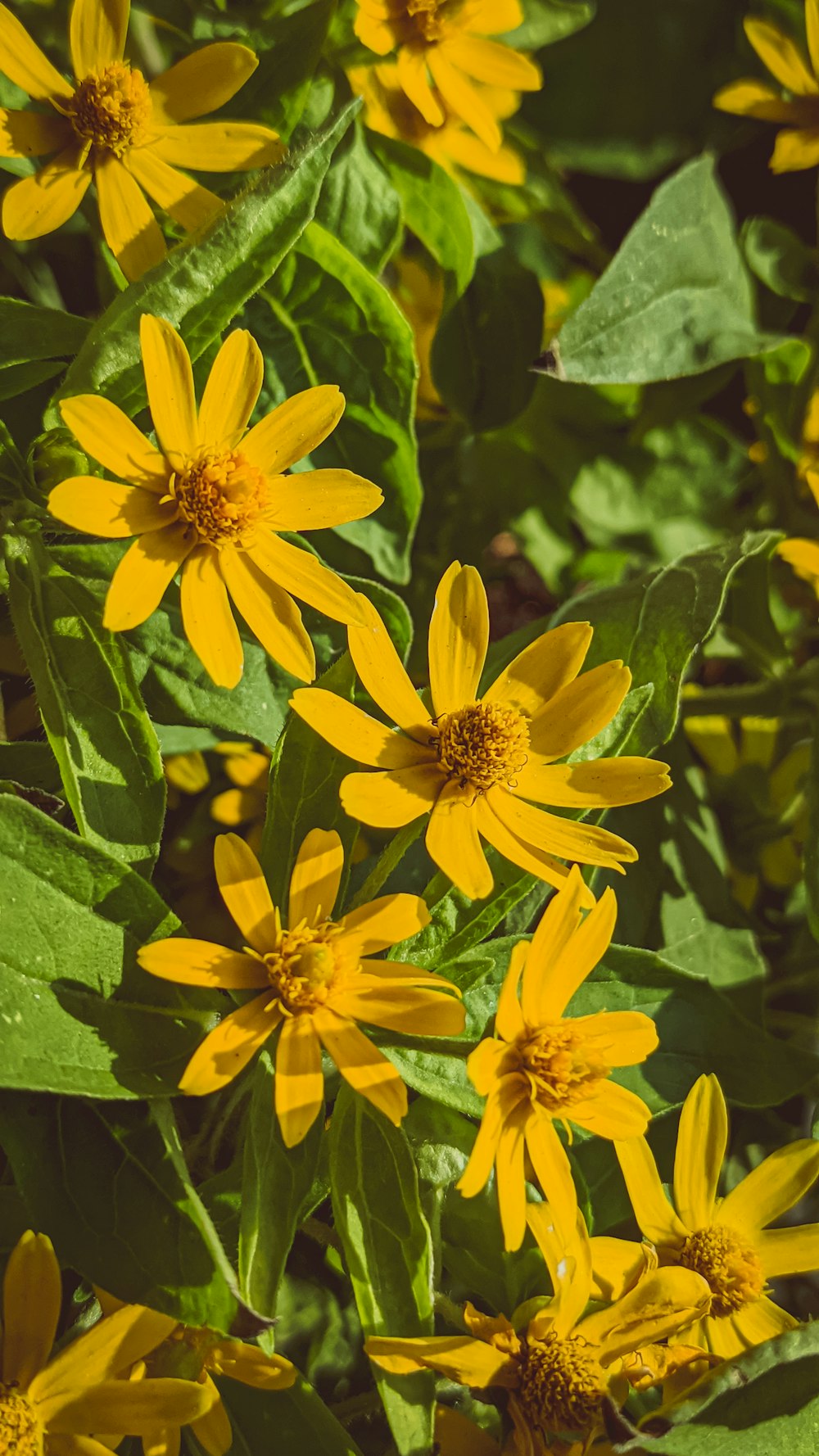 a group of yellow flowers