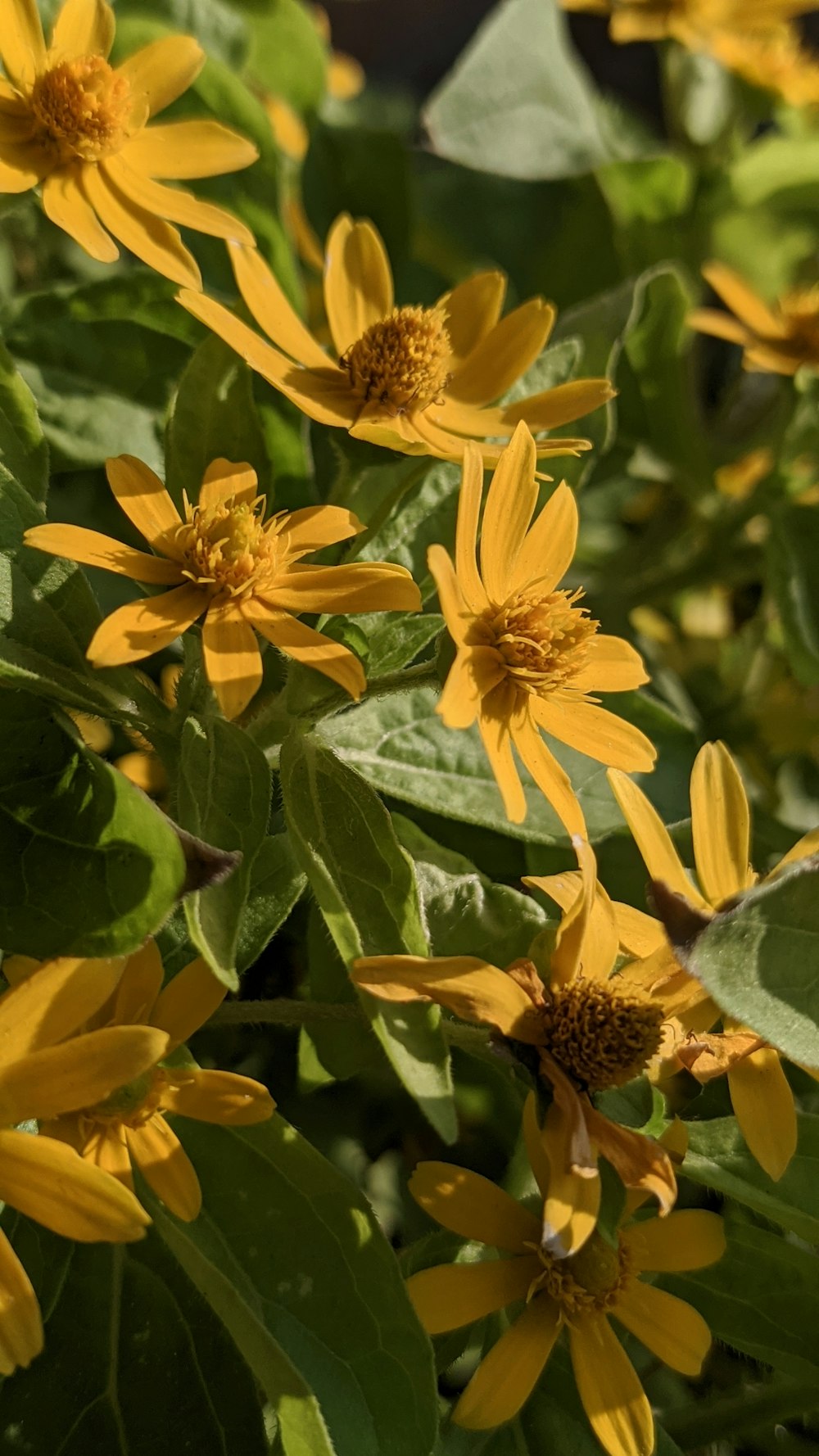 a group of yellow flowers