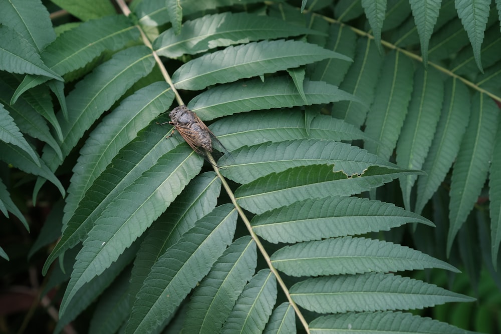 a bug on a leaf