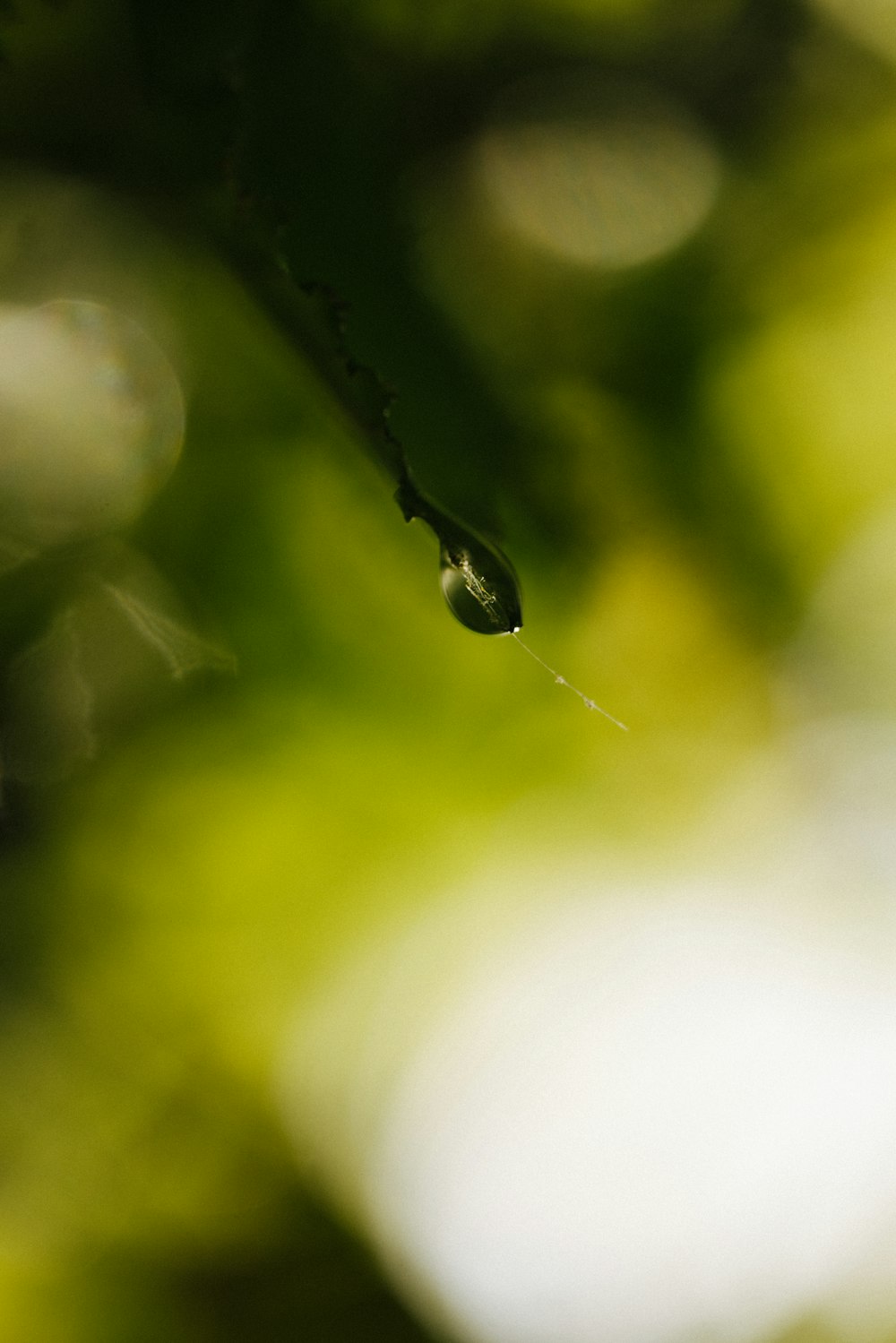 uma gota de água em uma folha