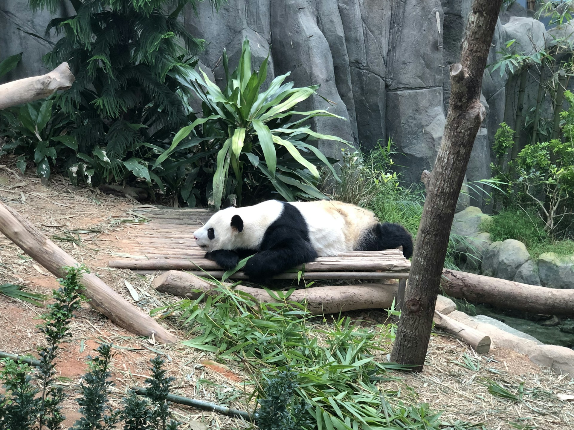 a panda lying on a log