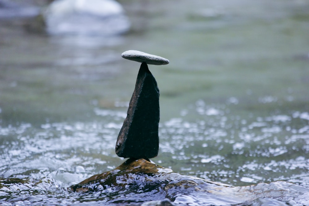 a whale jumping out of the water