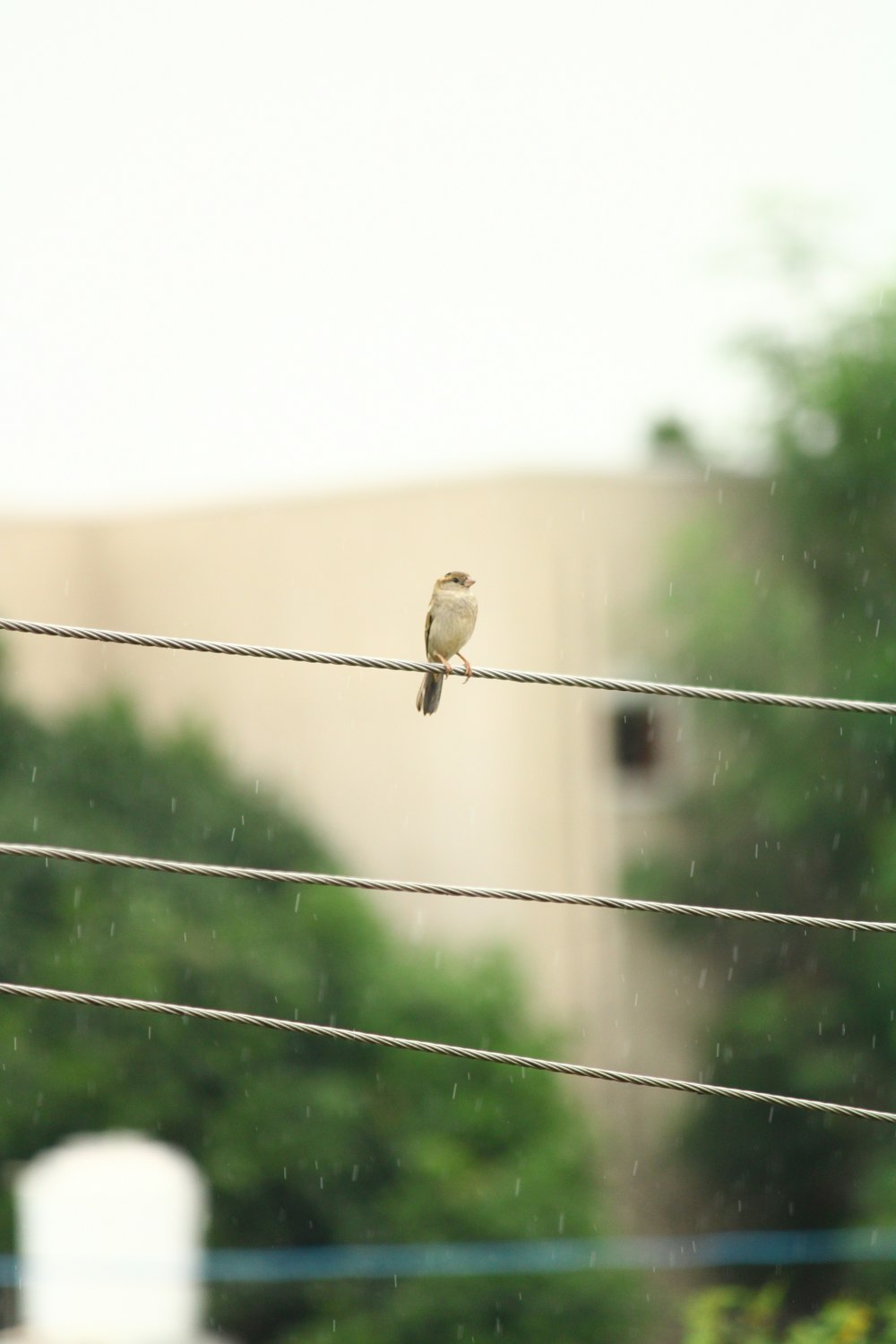 a bird sitting on a wire