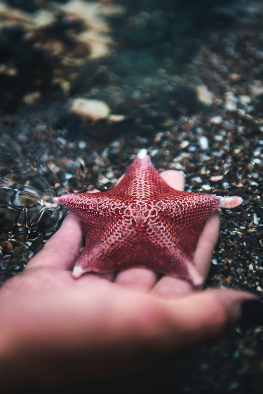 a hand holding a red leaf