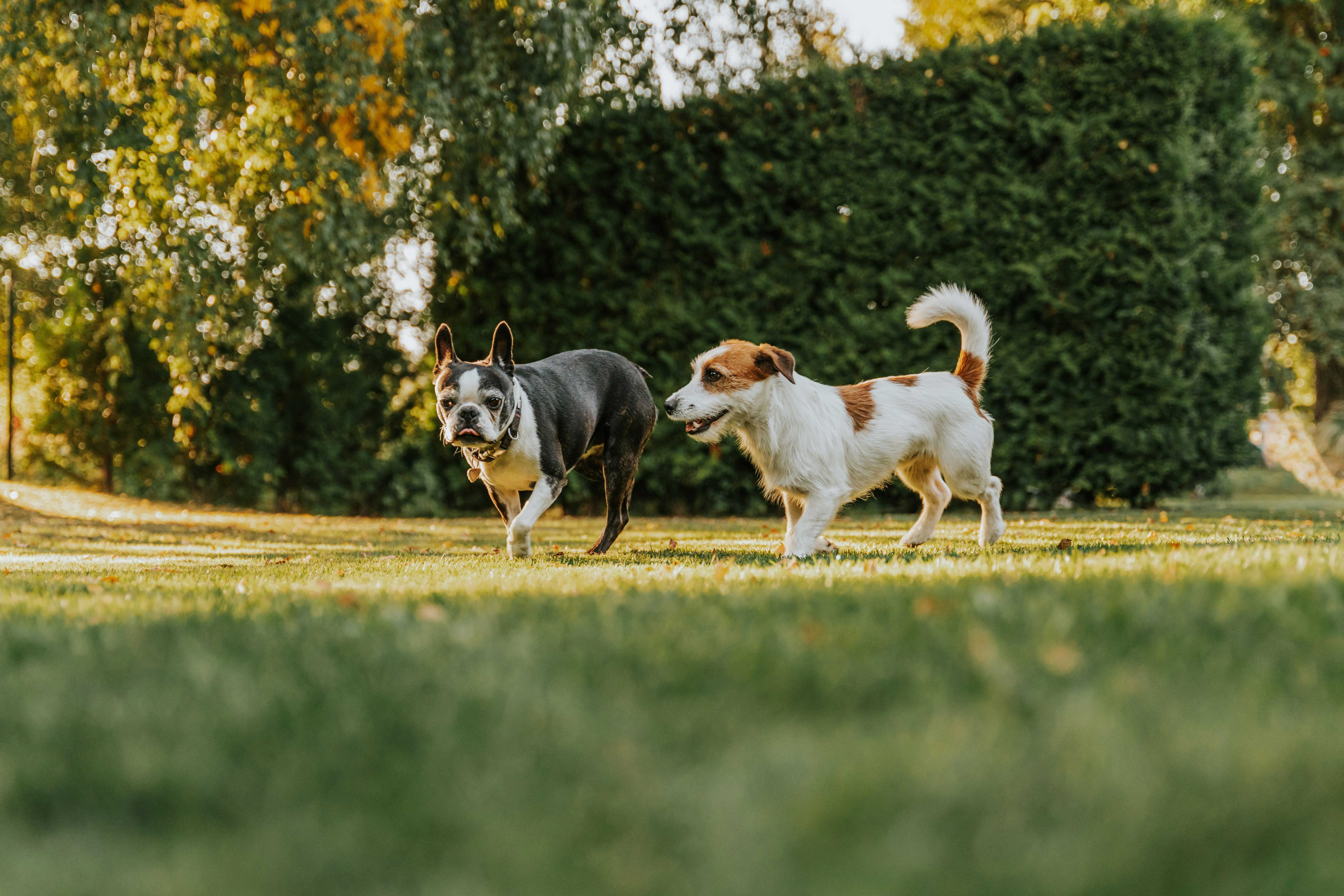 a group of dogs running in a field